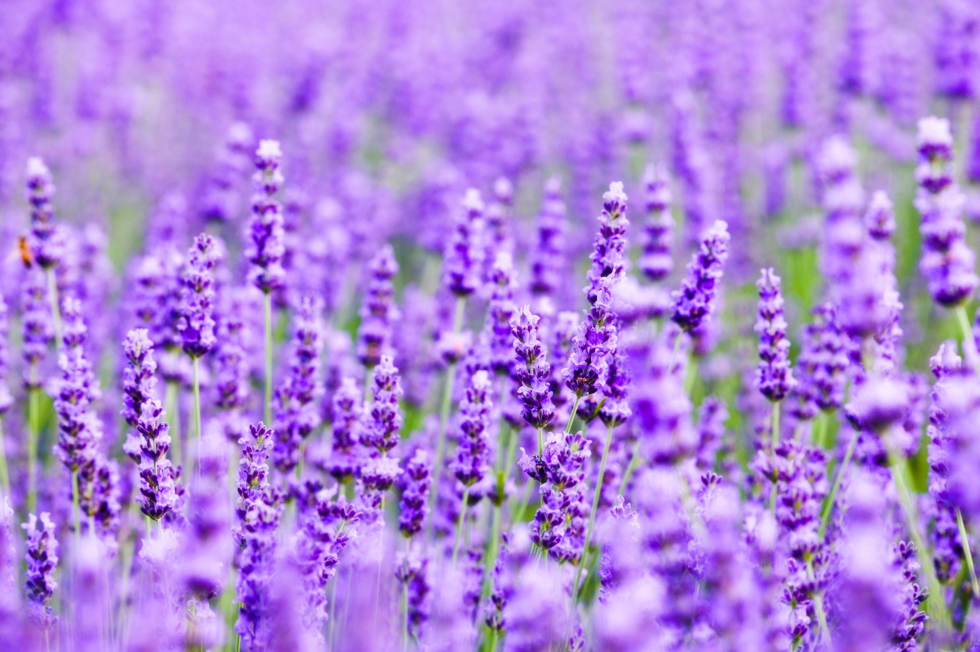 lavanda campo prado planta naturaleza