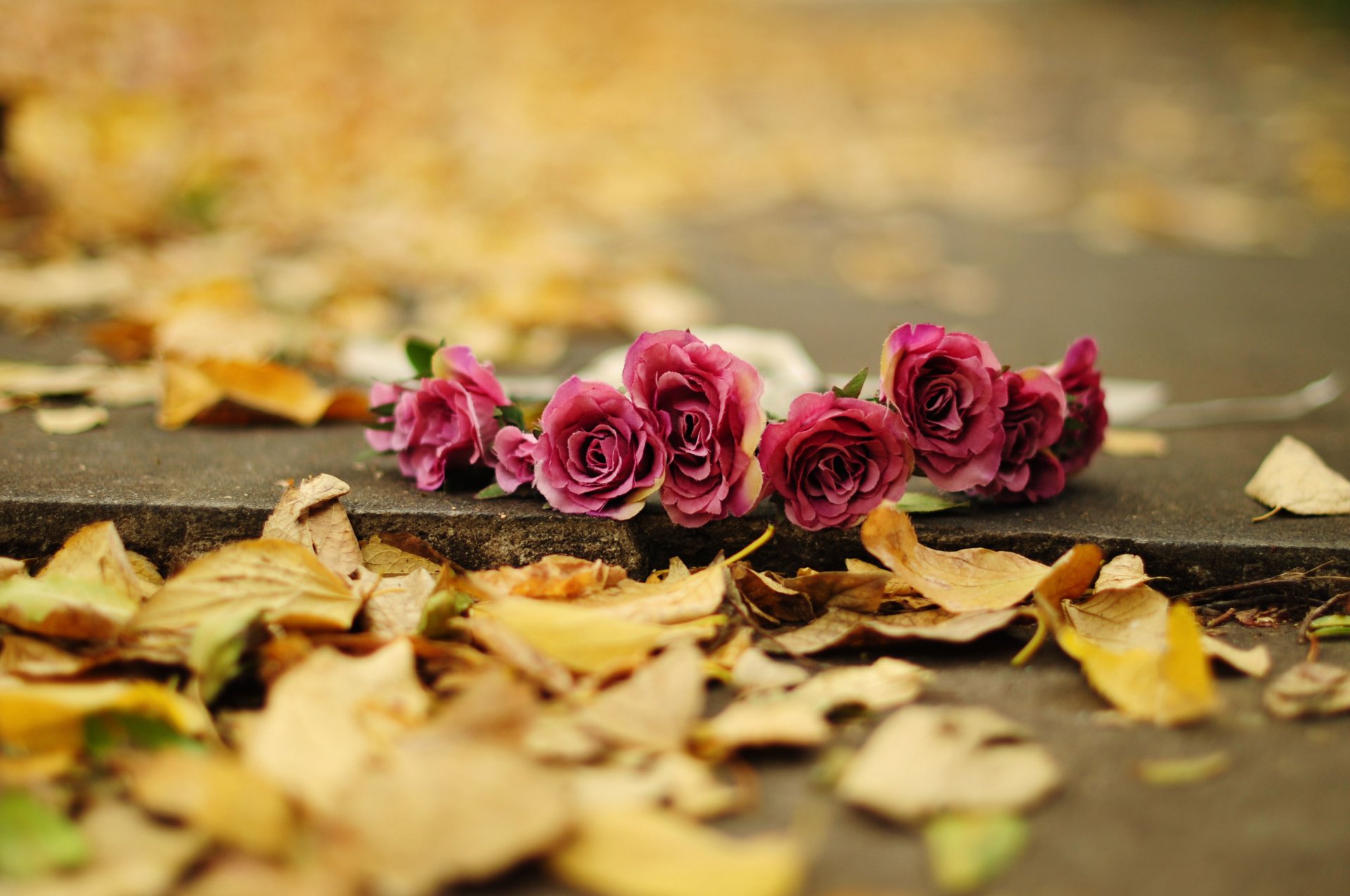 rosas flores pétalos hojas otoño