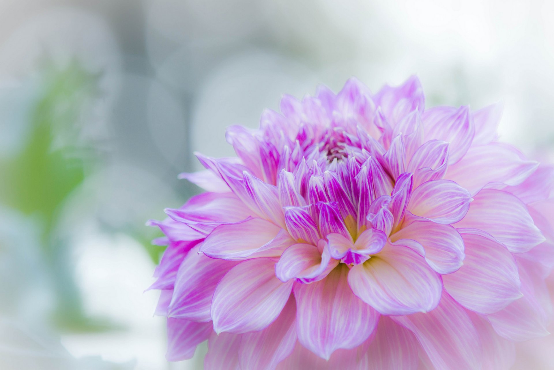 dahlia petals summer background