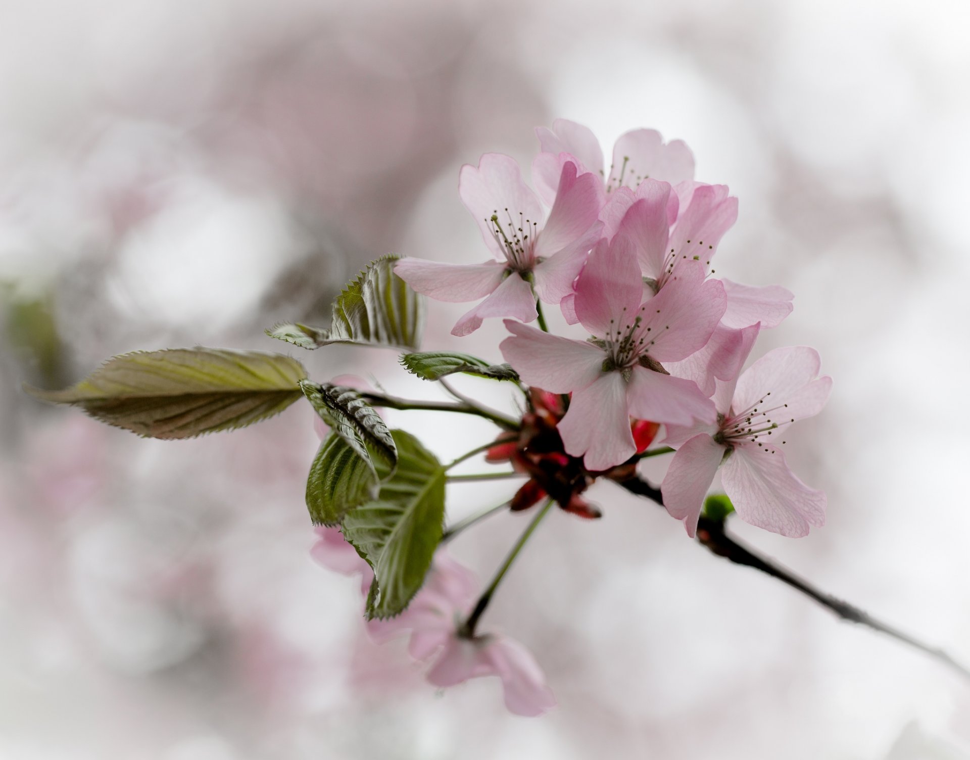 ramo foglie fiori rosa ciliegia fioritura primavera