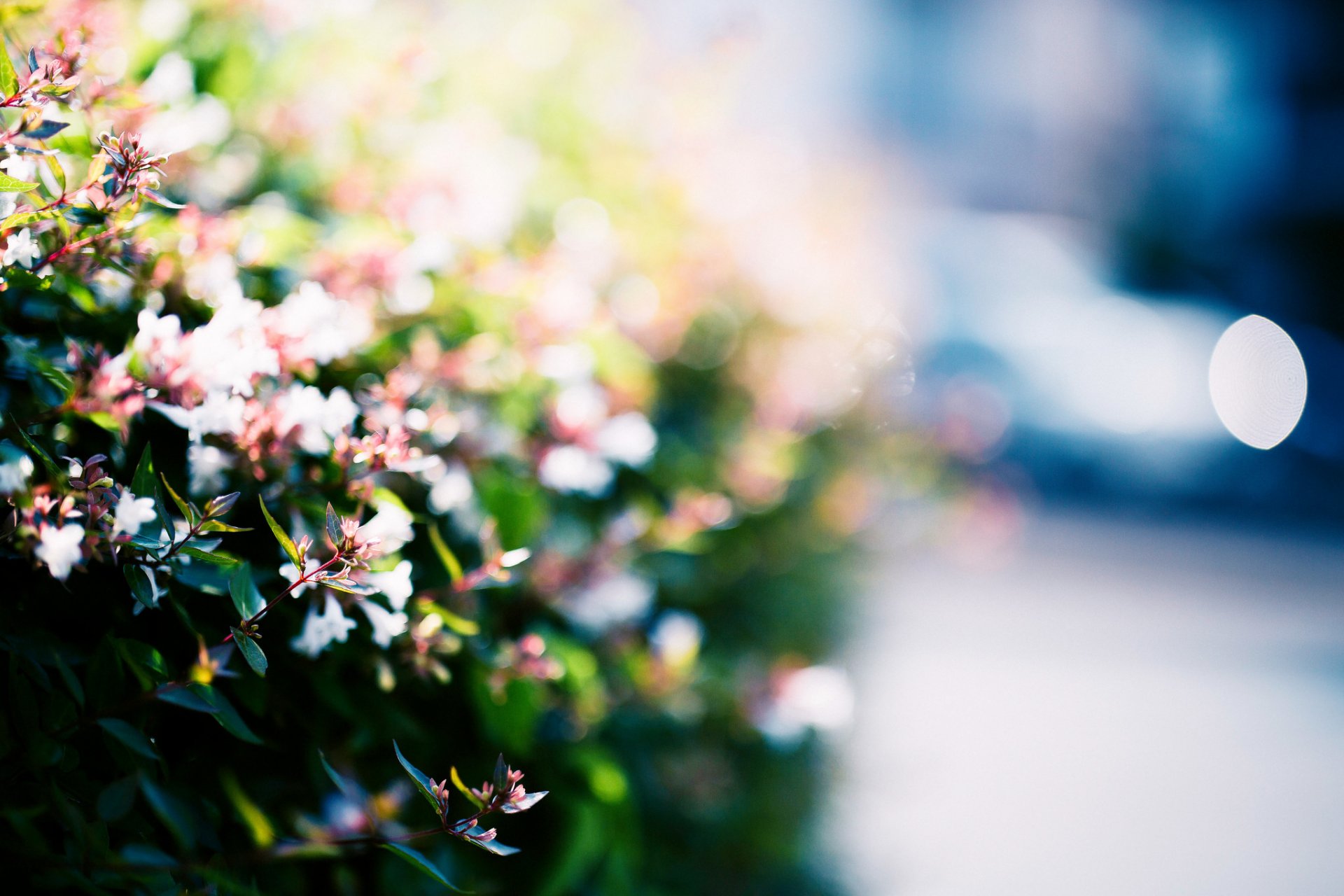 abelia flower bush light street bokeh blur