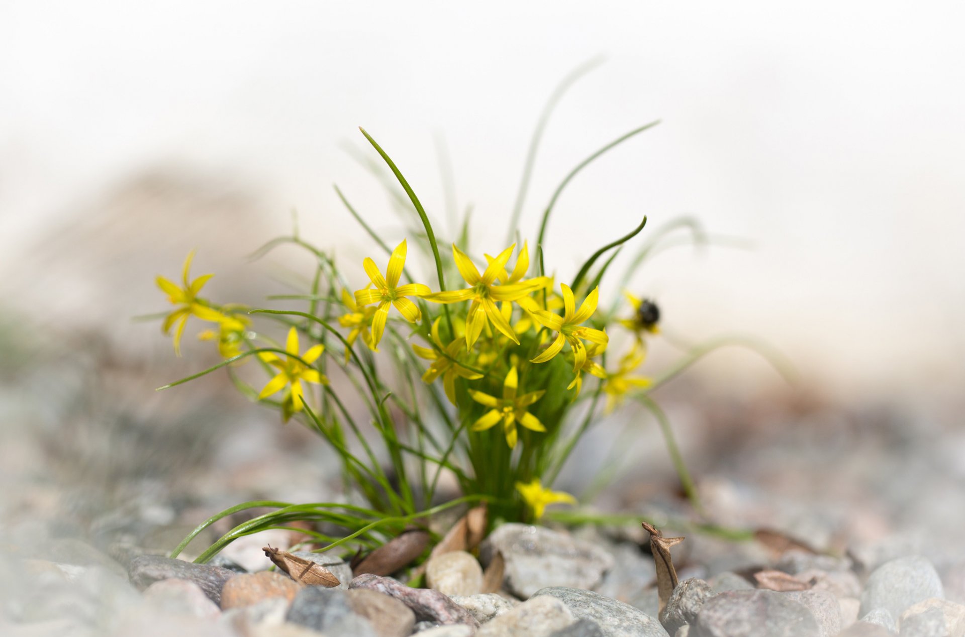 tones leaves flower yellow spring