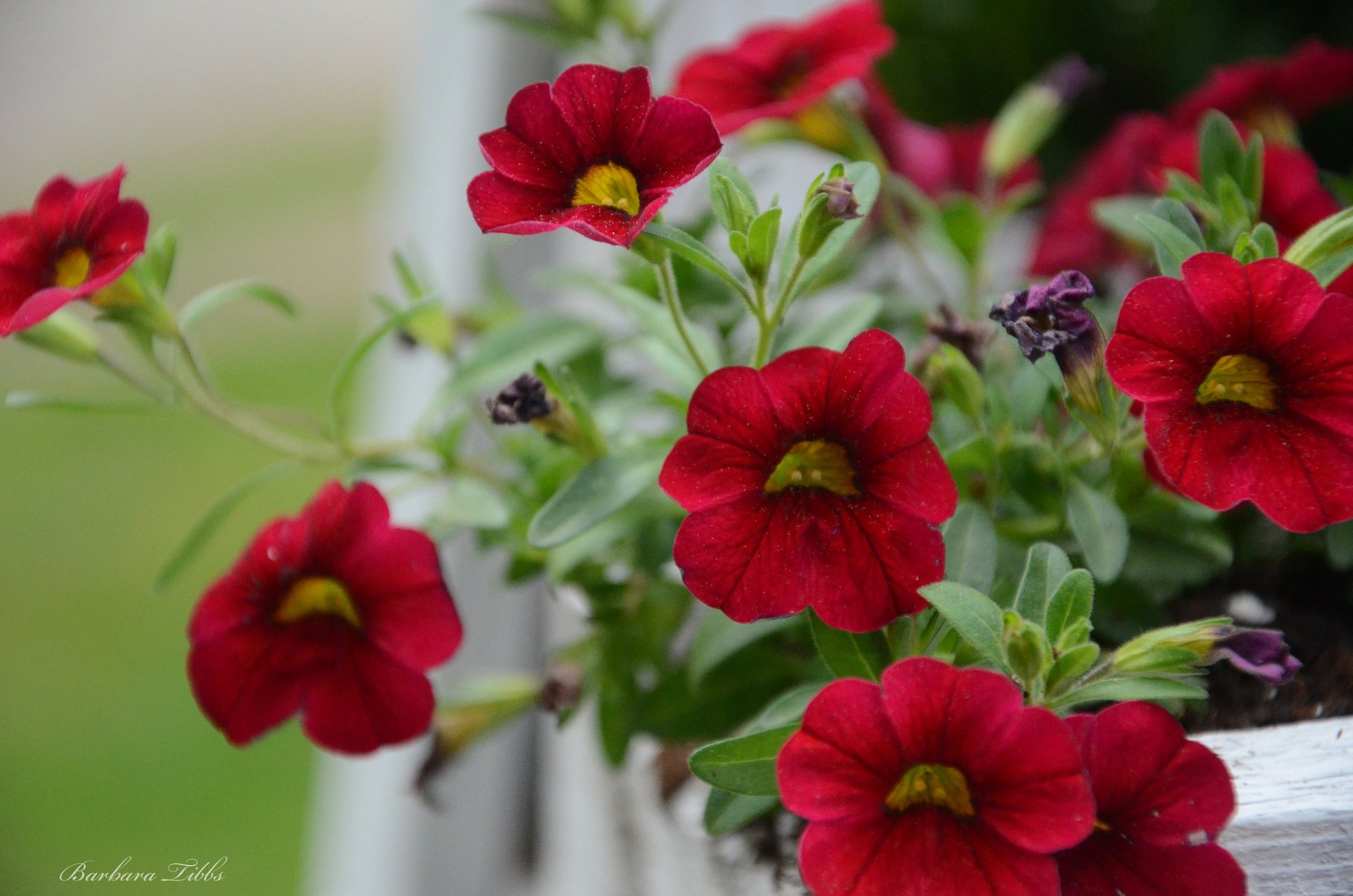 pétunia rouge macro