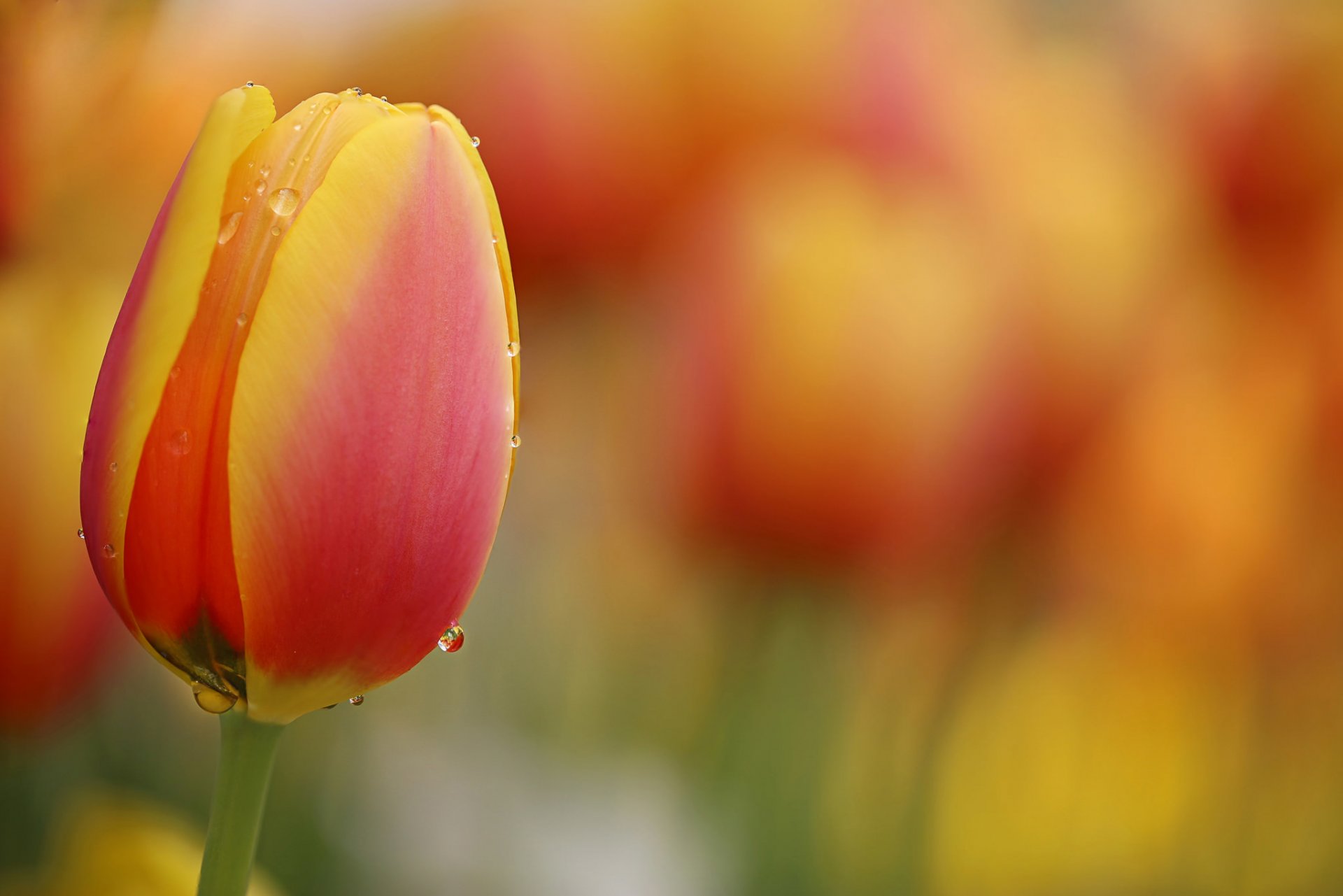 li feng flor naturaleza gotas agua concurso tulipanes naranjas tulipanes prado hd