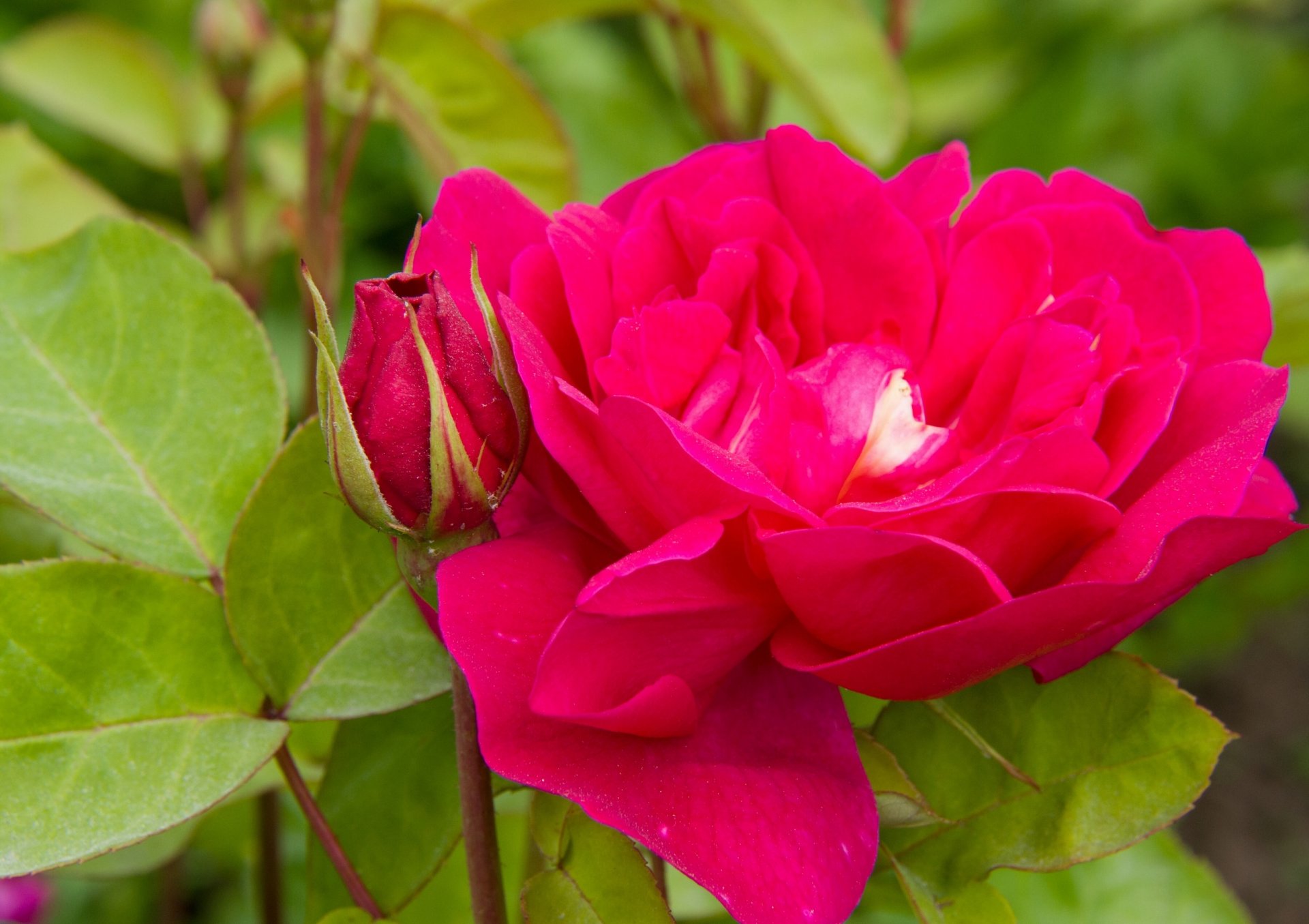 rosa bocciolo petali foglie macro