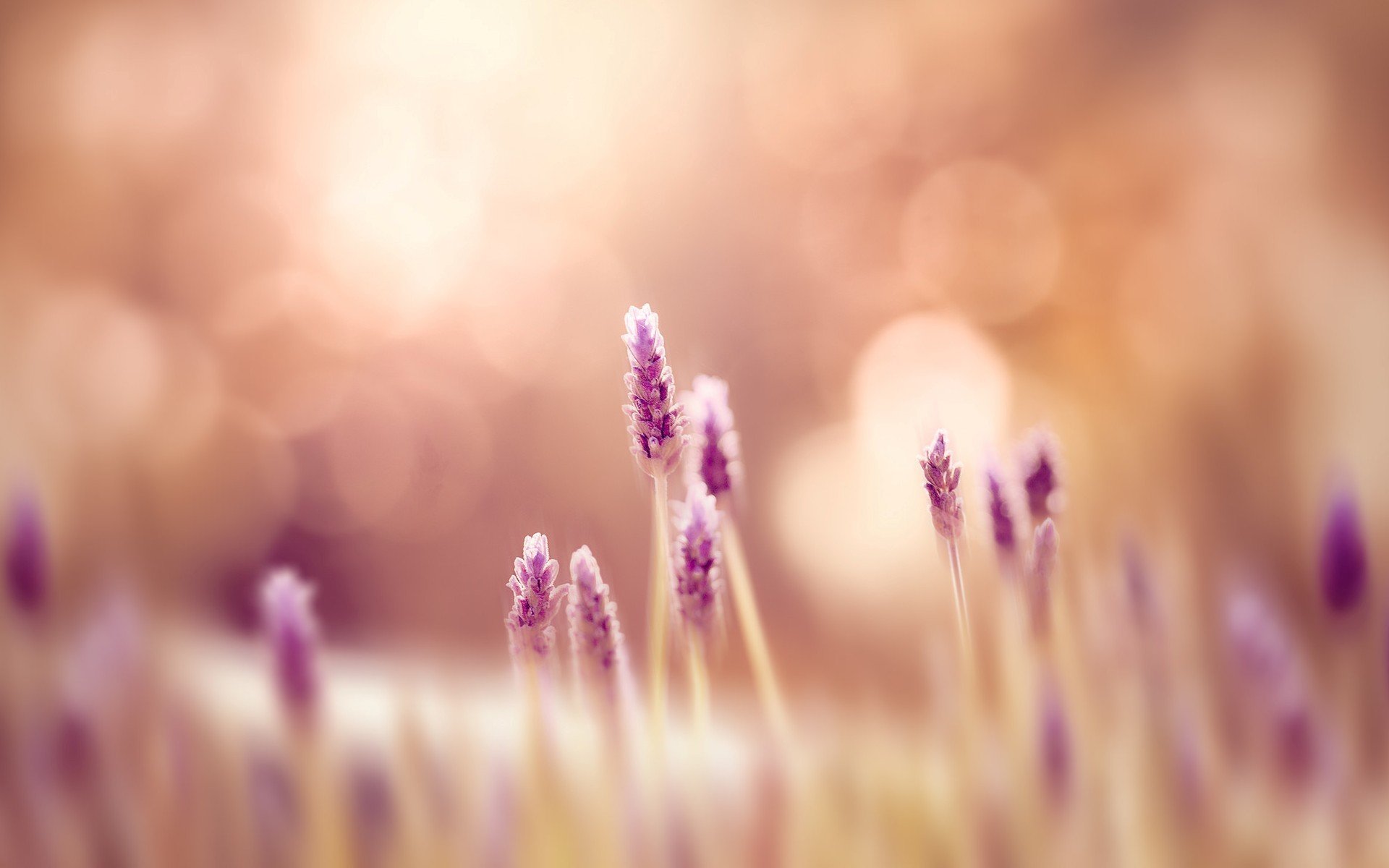 blumen natur blumen gras grün wiese feld unschärfe hintergrund tapete widescreen vollbild widescreen