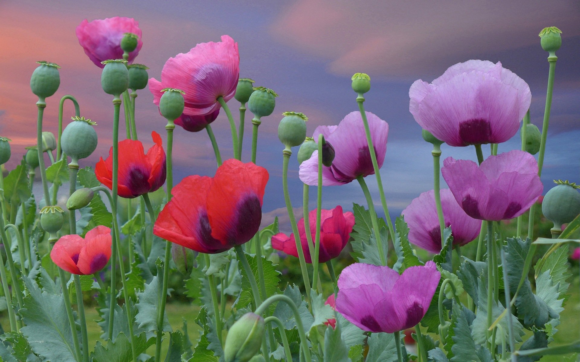 flower poppies pink red bloom flowers blooming