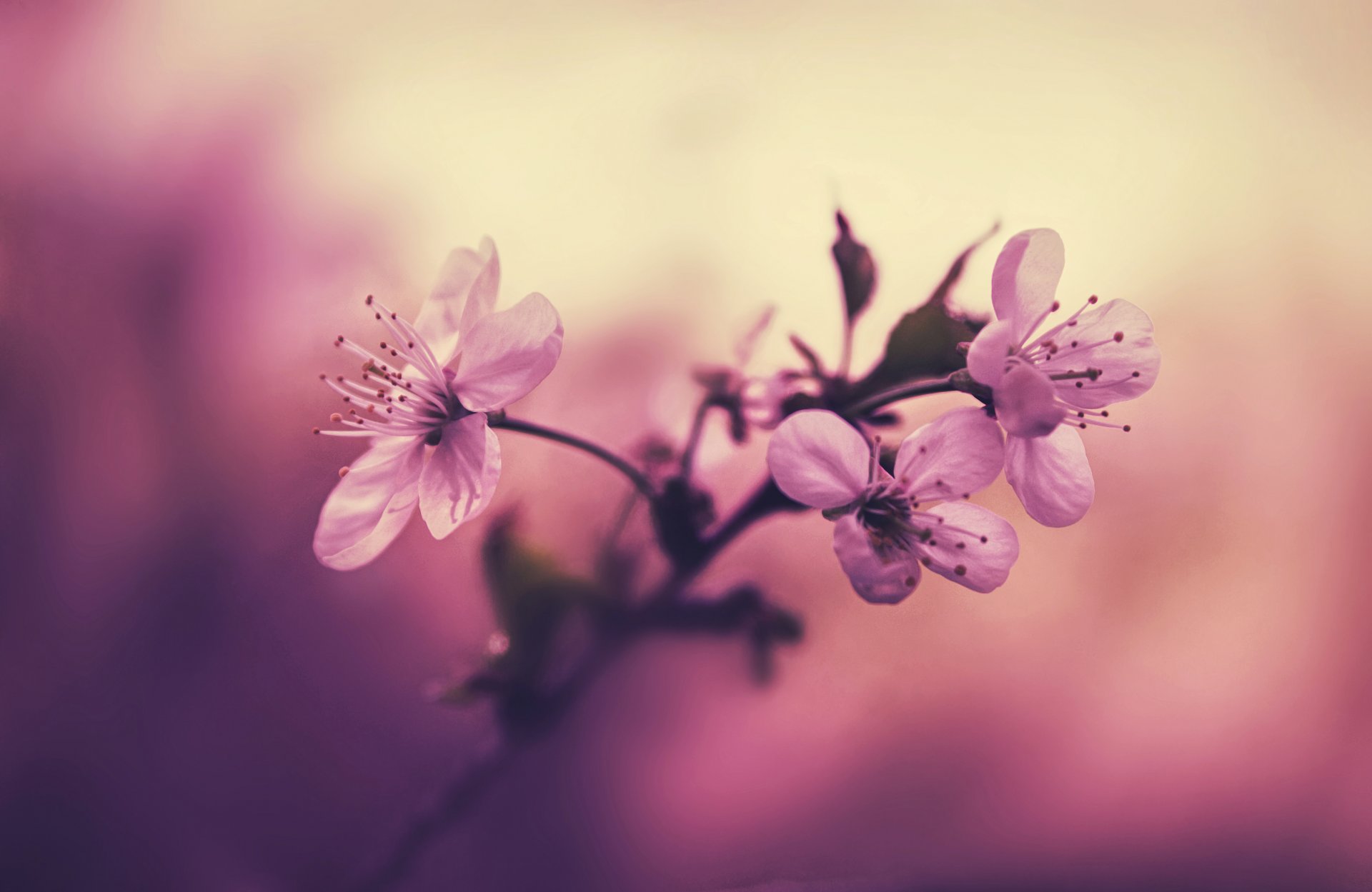 cerise branche fleurs pétales rose étamines fond