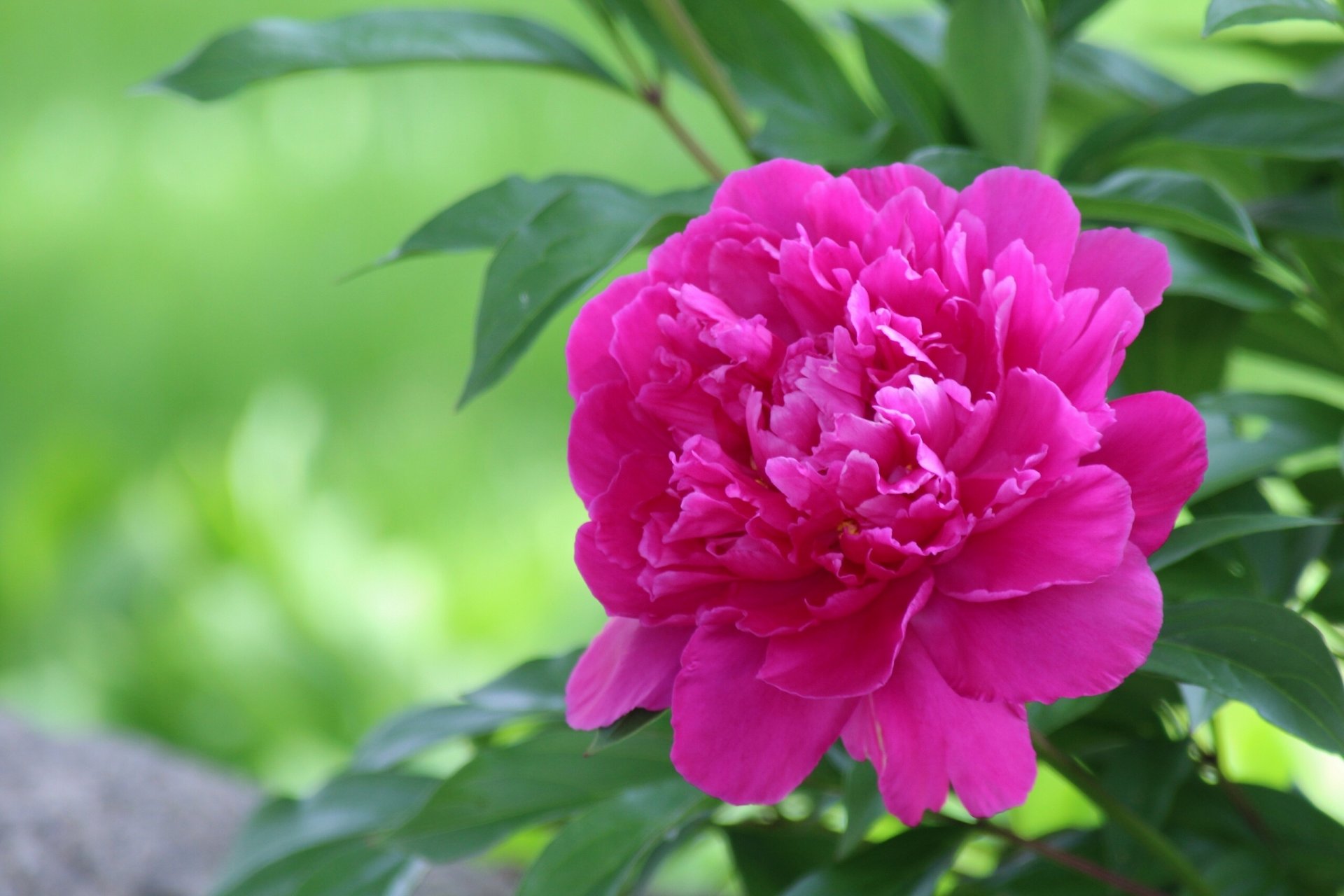 pivoine pétales gros plan