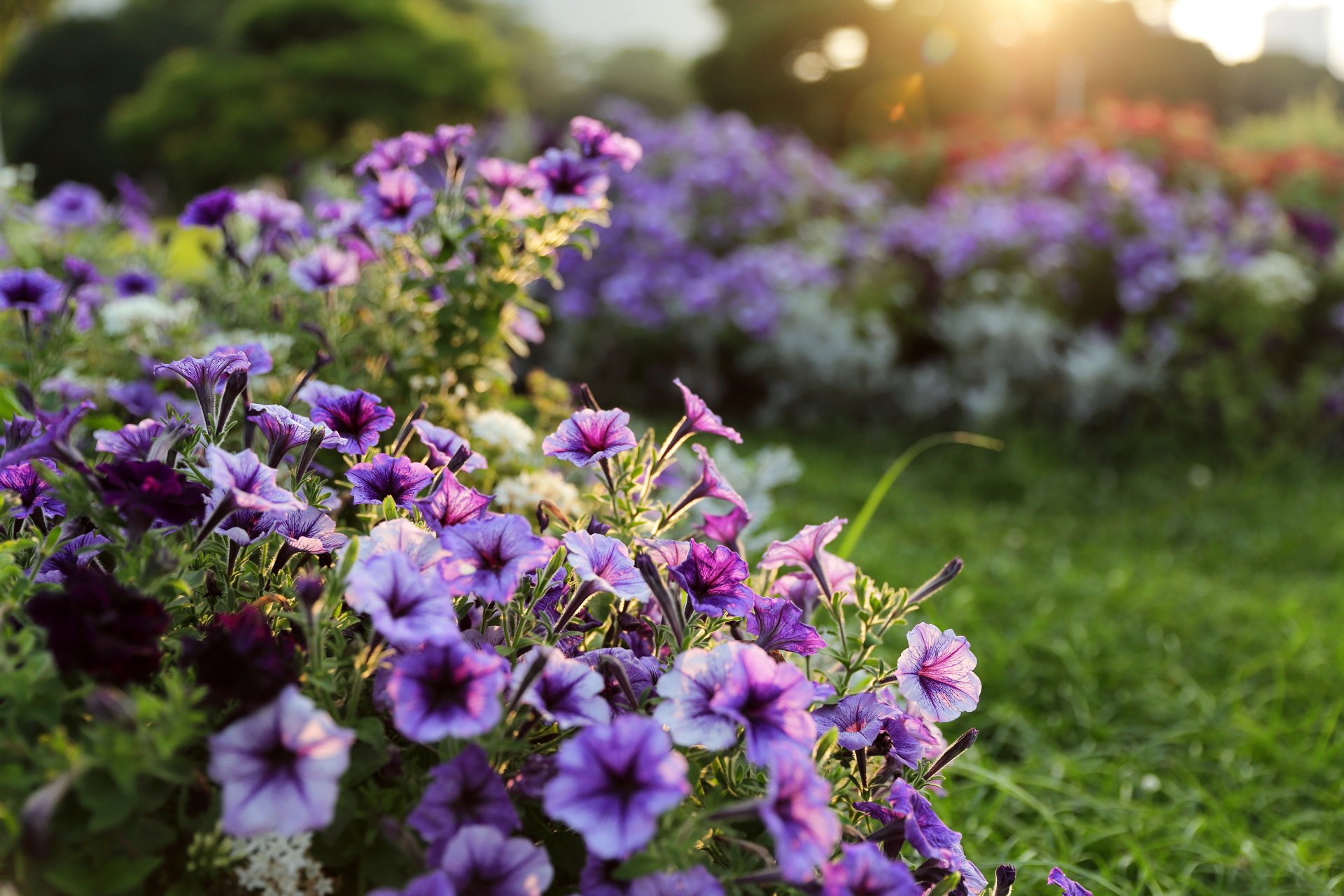 fiori lilla giardino giardino luce bokeh