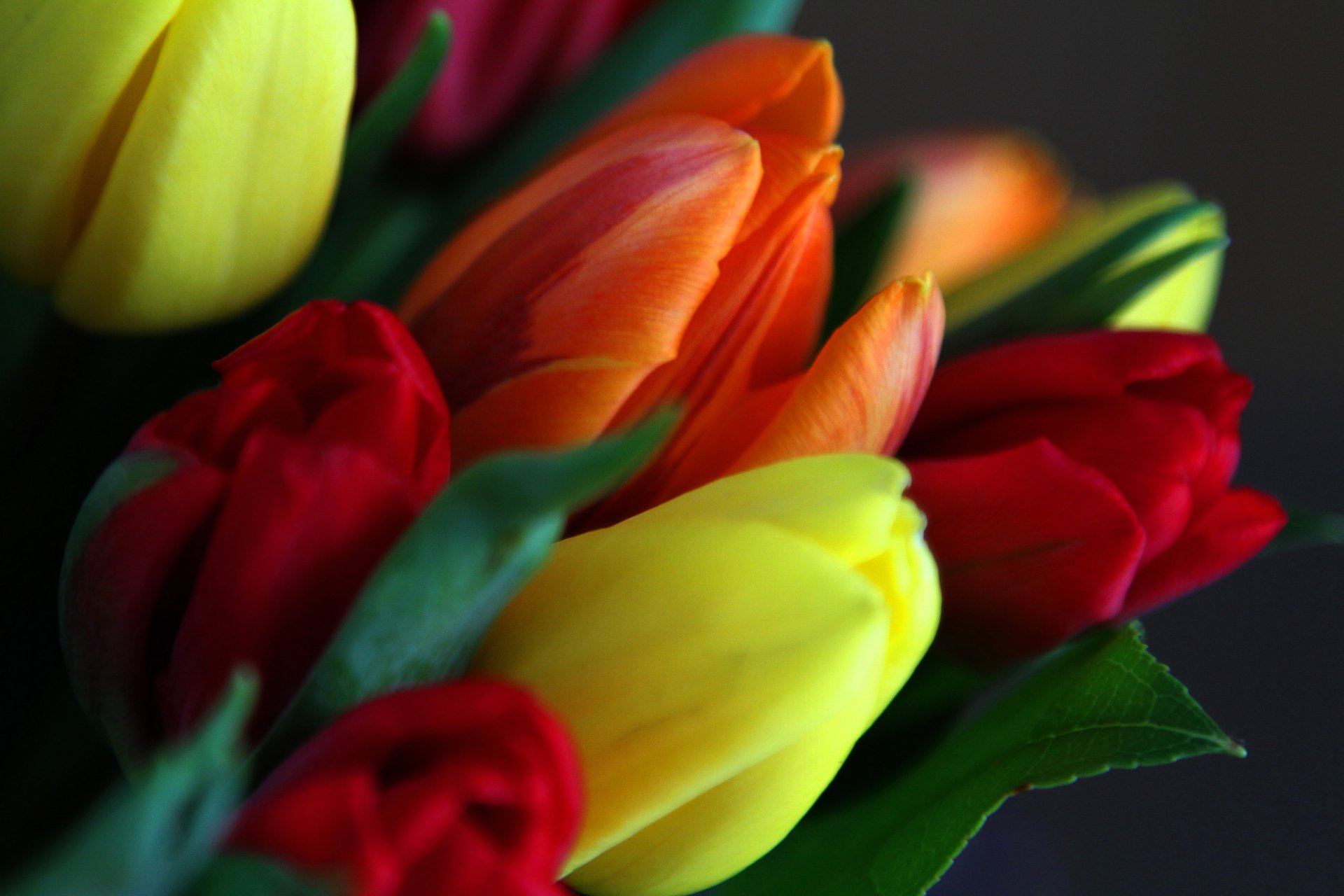 pring tulips petals leaves bouquet