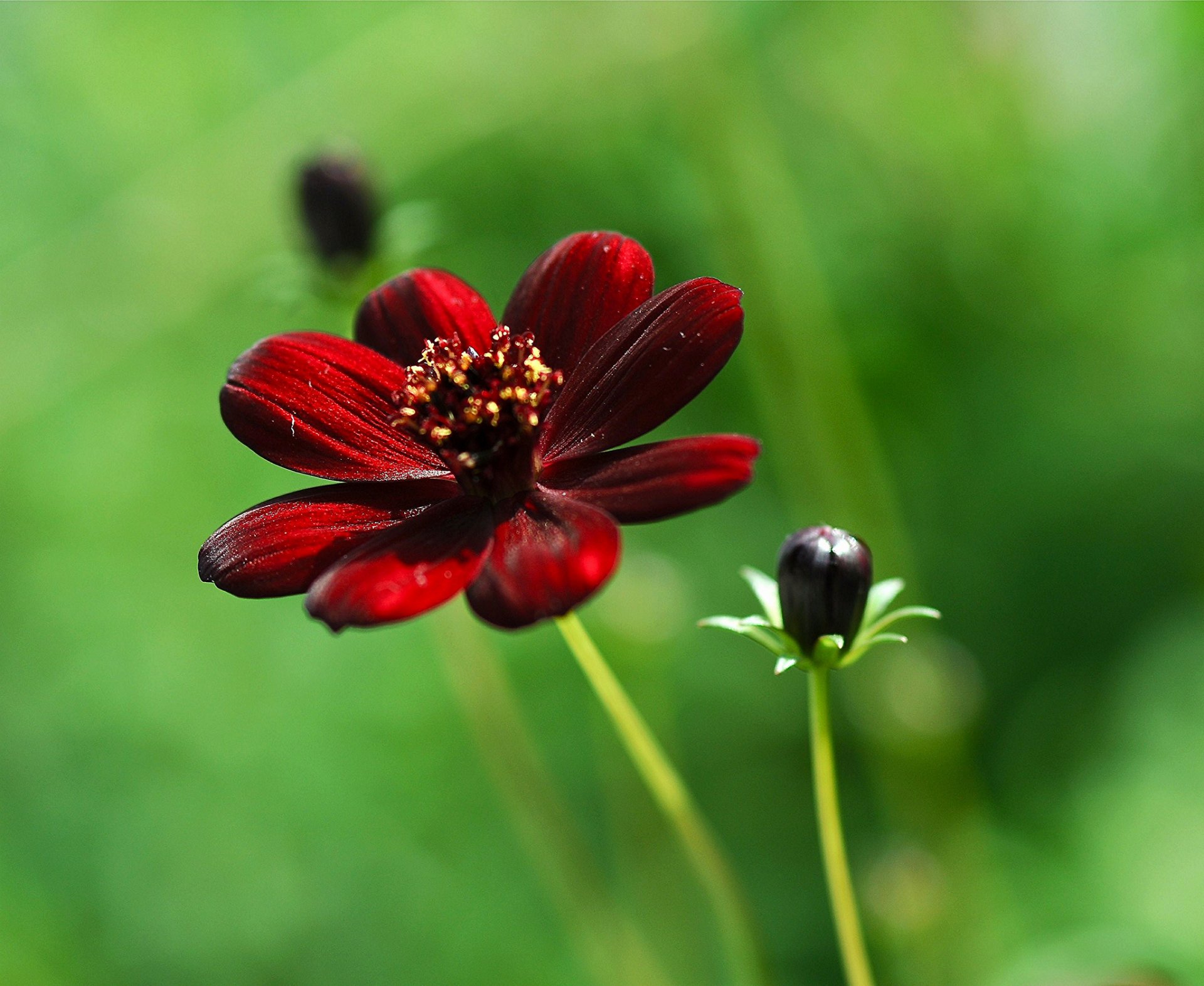 makro blume kosmea weinrot sonnig knospe