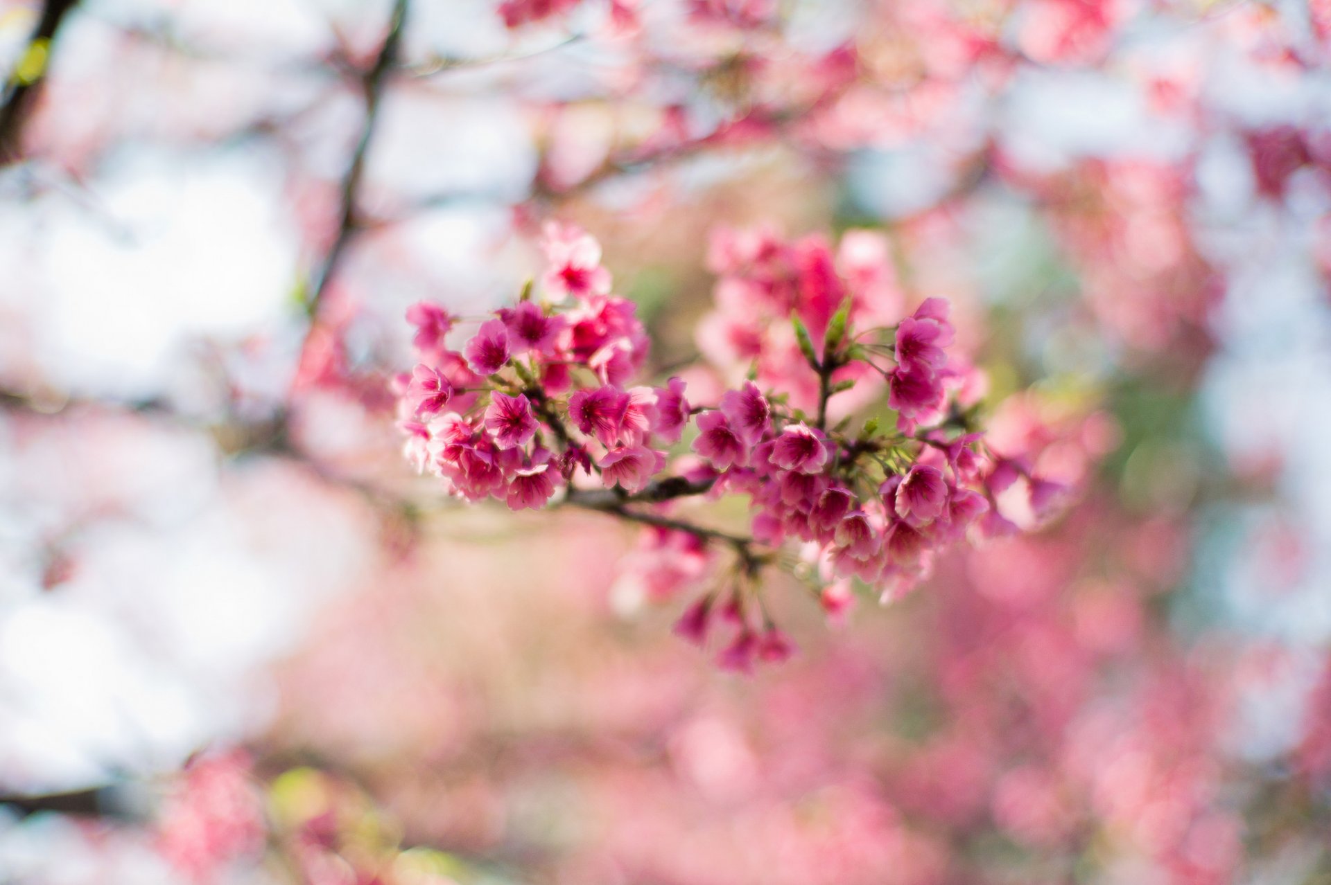 sakura blumen rosa blüte frühling baum zweige bokeh