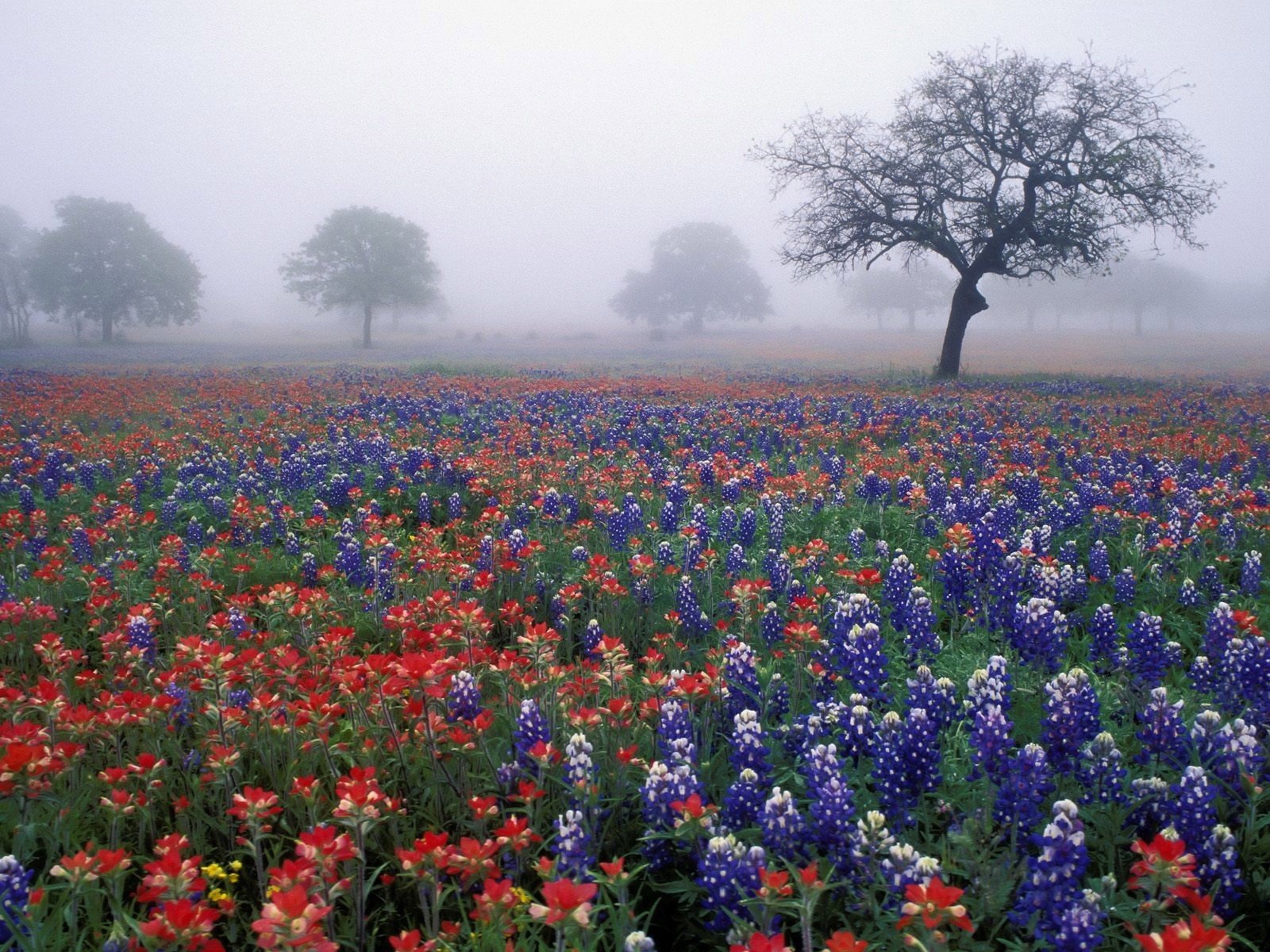 nebel bäume blumen feld