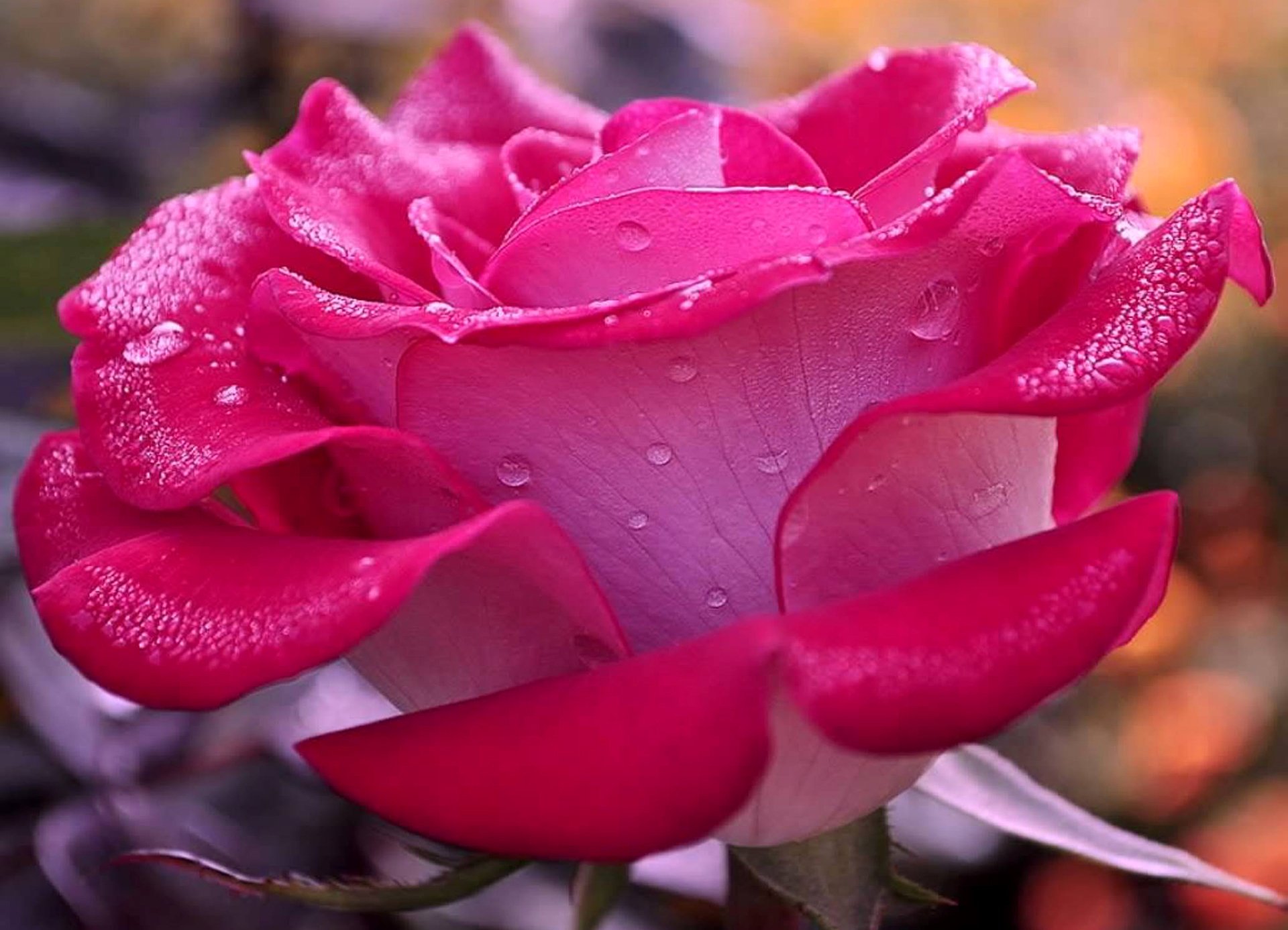 flor rosa pétalos gotas rocío agua