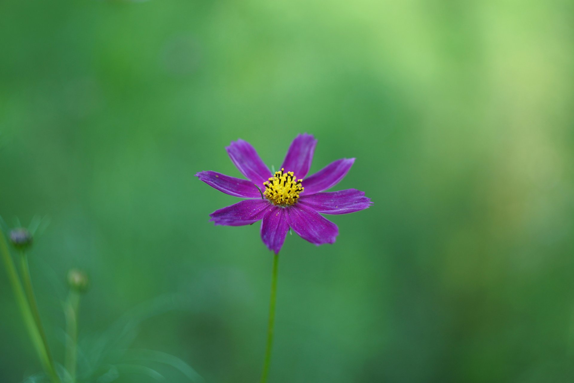 flower kosmeya purple background