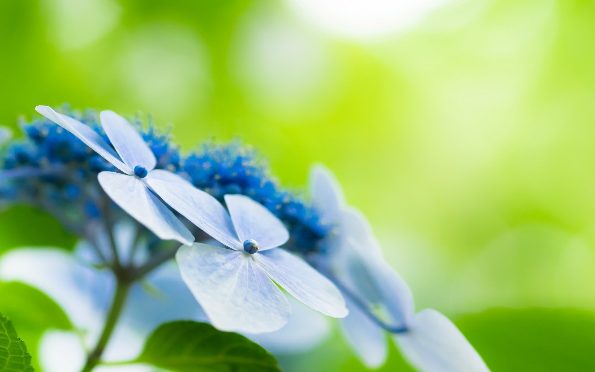 flowers flower flower nature greenery field grass meadow blur background wallpaper widescreen fullscreen widescreen