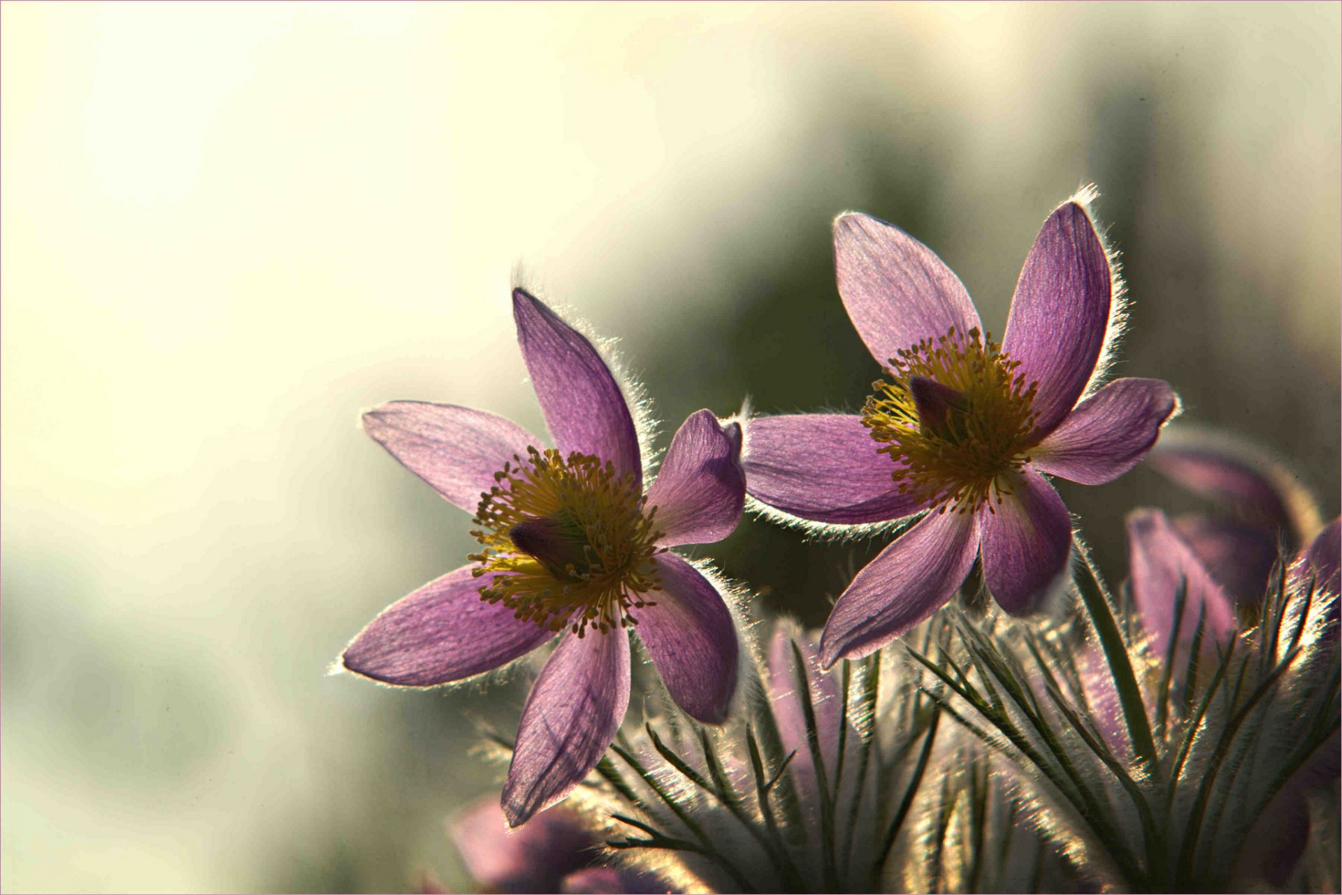 blumen flieder hintergrund