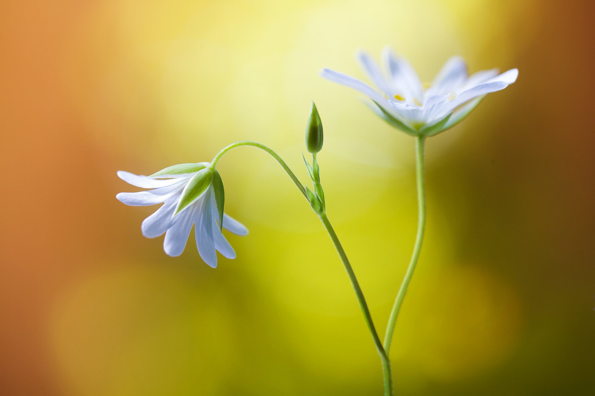 branche fleurs blanc bourgeon