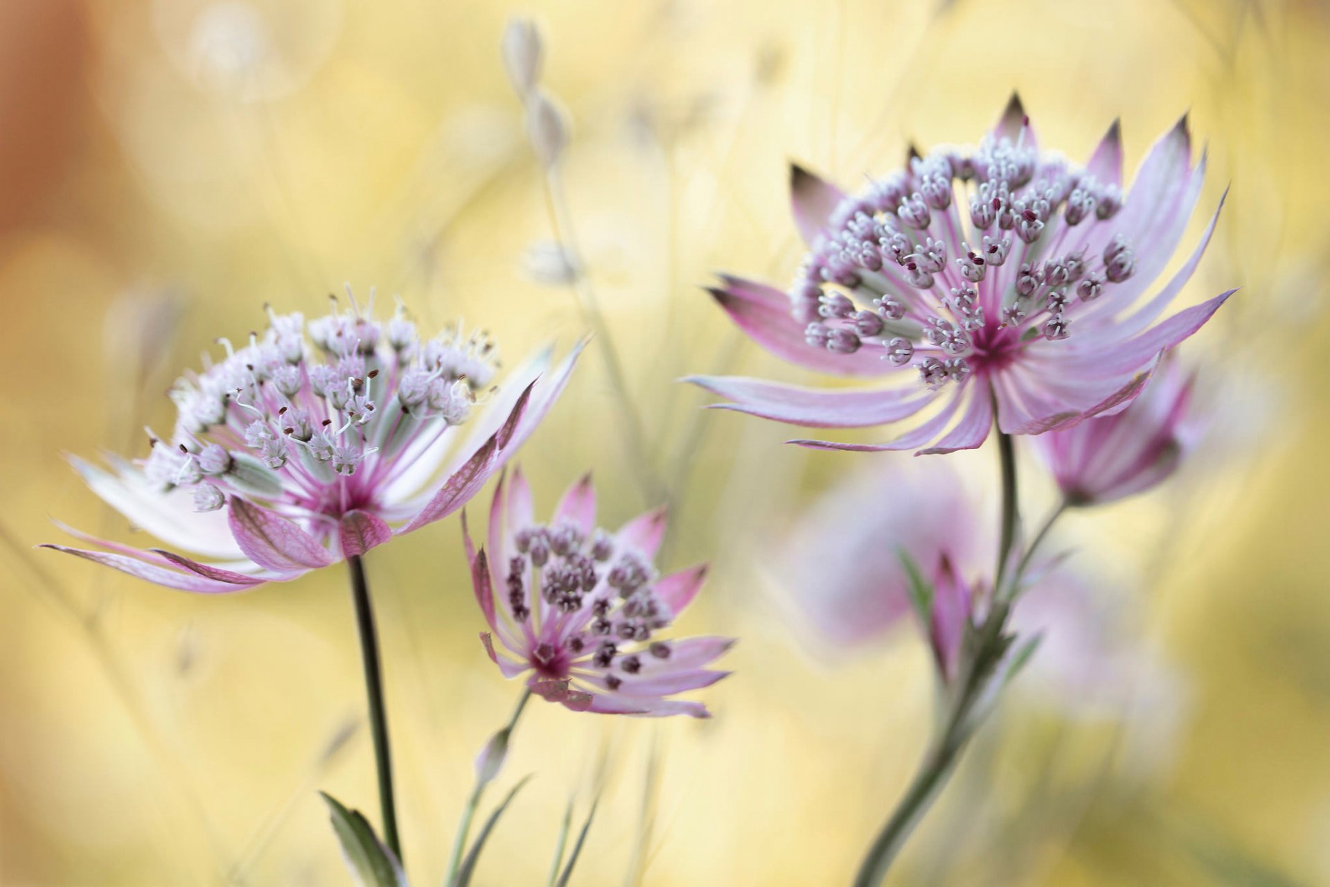 astrantia zvezdovka genus of herbaceous plants bokeh