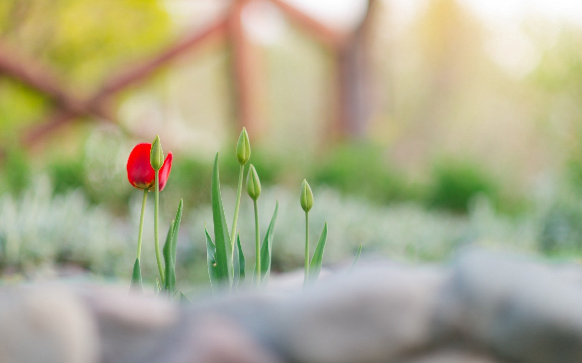 fiori fiore fiorellino tulipano verde steli gambo sfocatura sfondo