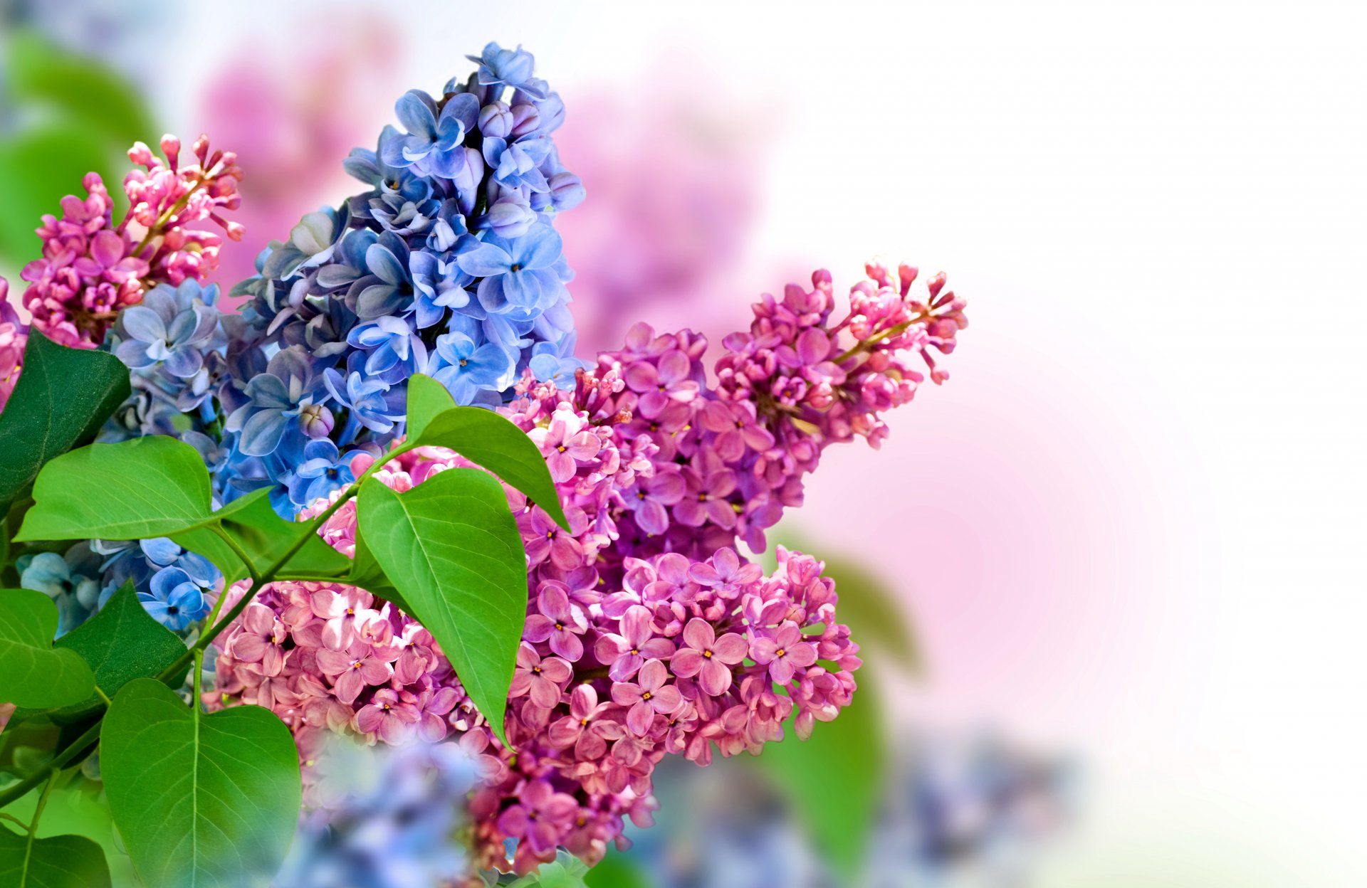 lilac inflorescence spring nature