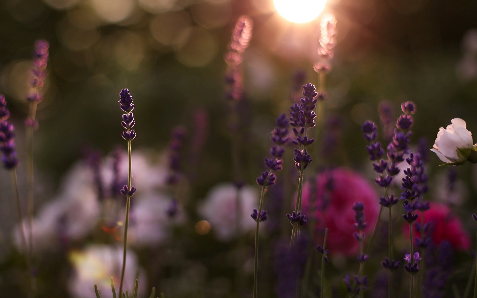 blumen blumen blume feld tag morgen sommer