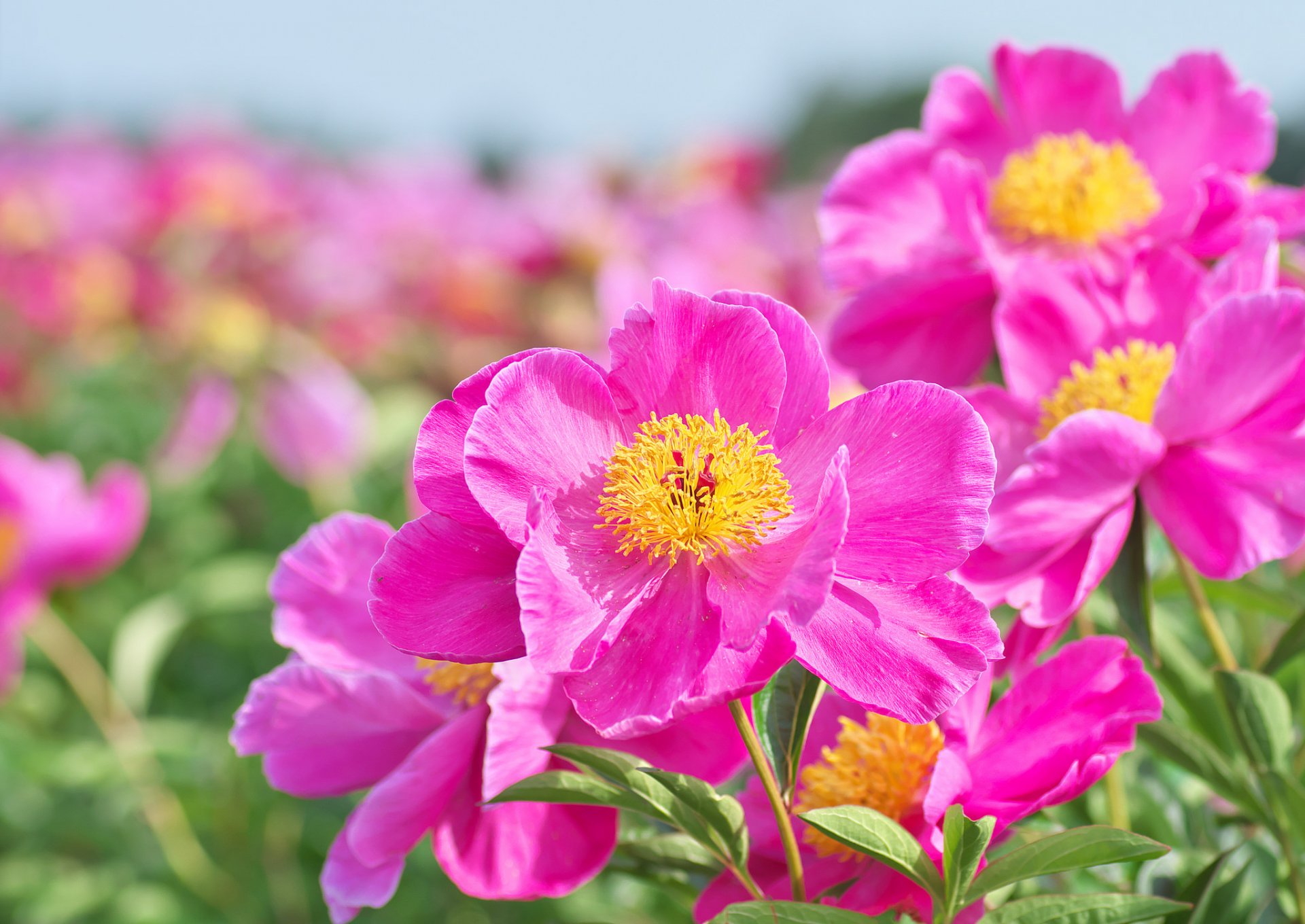 peonies petals close up