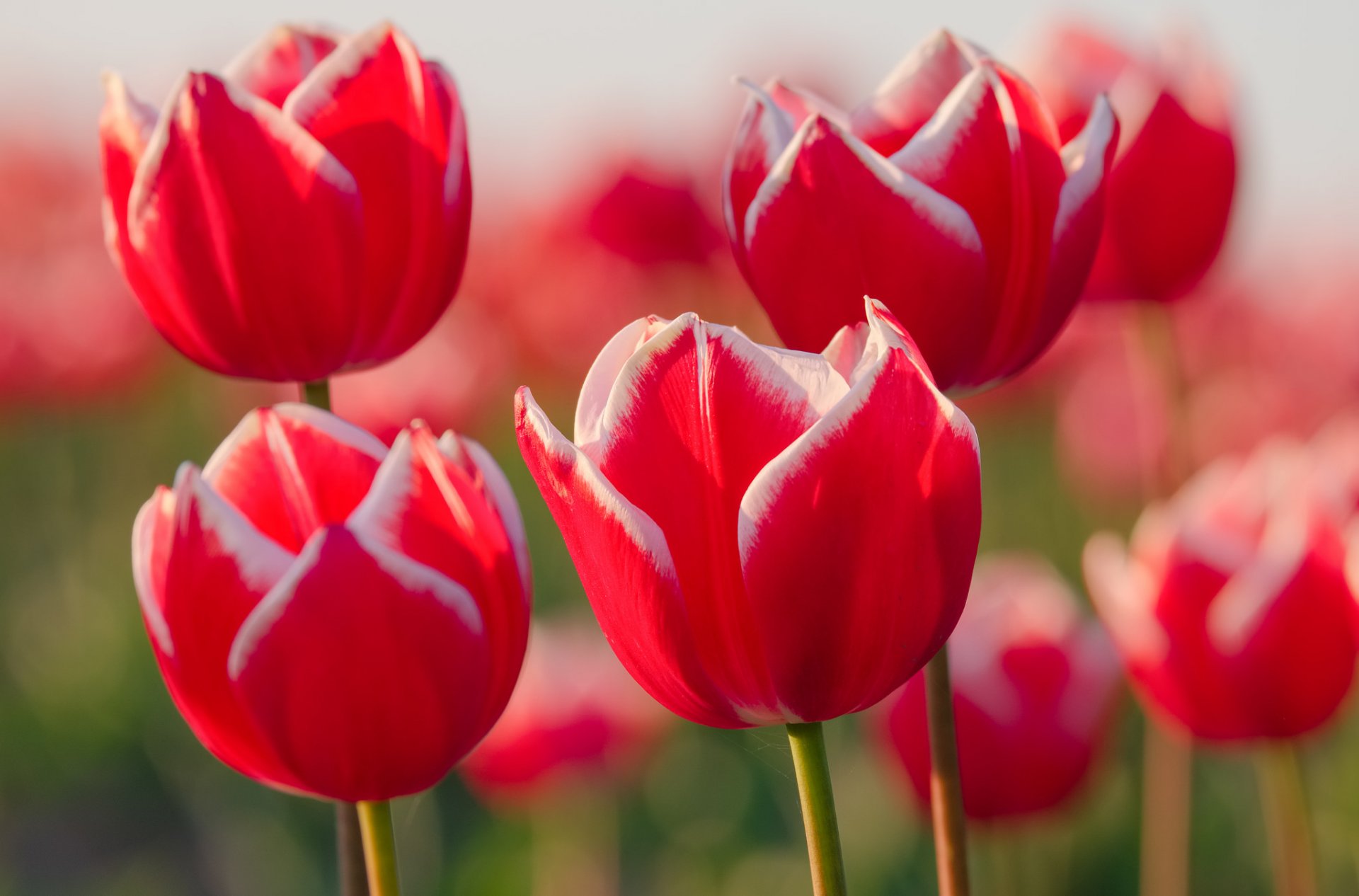 tulips petals meadow supplies close up