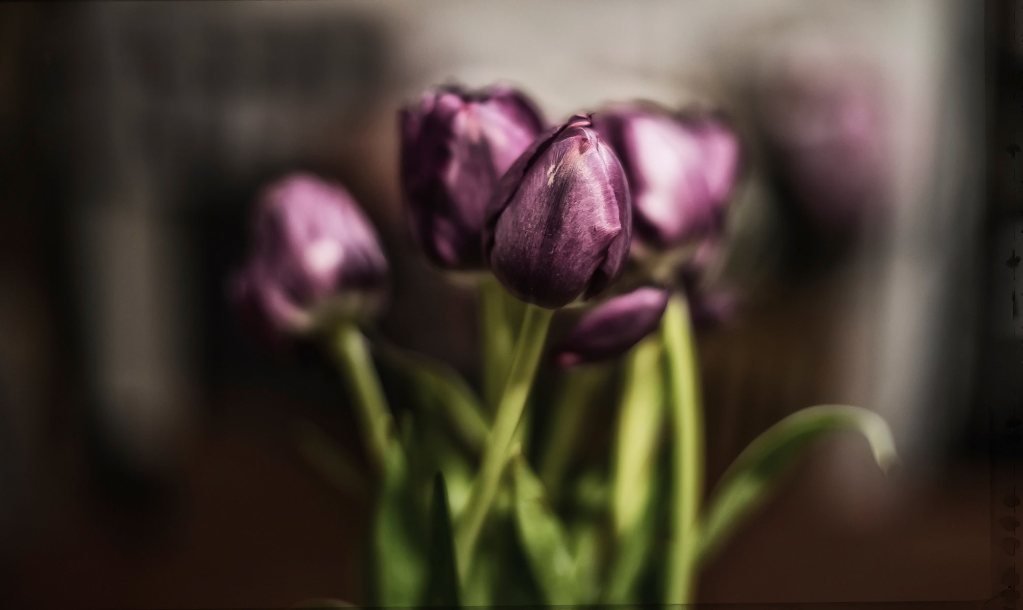 tulpen blumenstrauß hintergrund