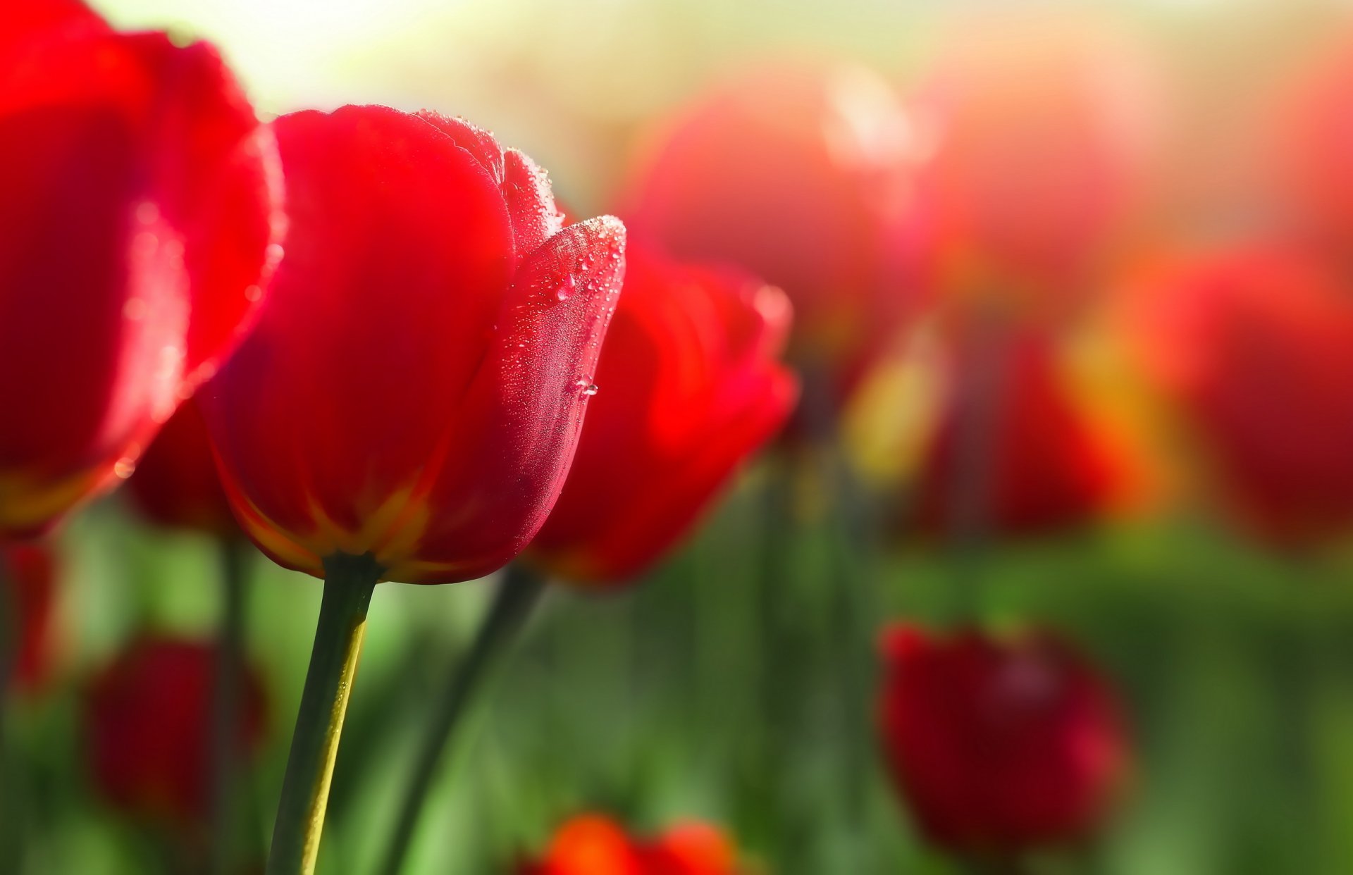 kwiaty tulipany makro