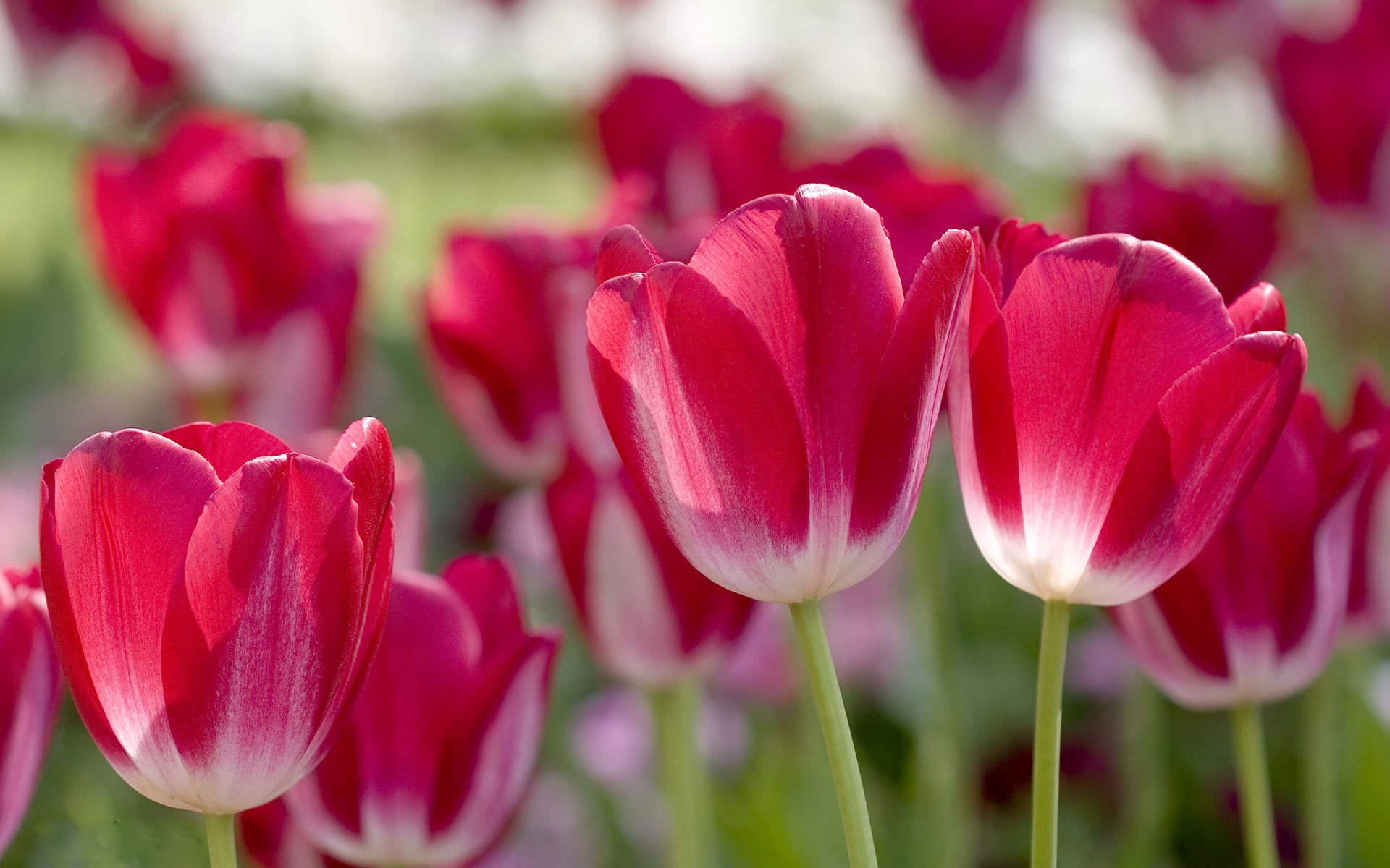 tulipany płatki różowe rozmycie