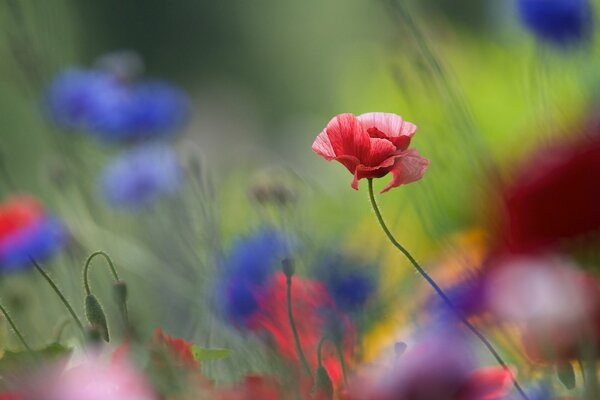 Die Natur ist wunderschön, Mohnblumen blühen auf dem Feld