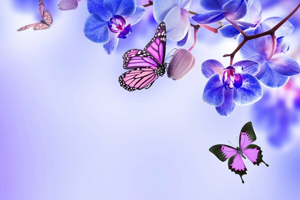 Butterflies circling the blue orchid