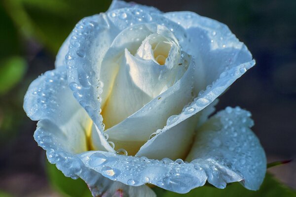 Tautropfen auf den Blütenblättern einer weißen Rose