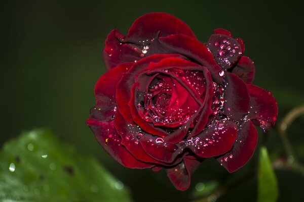 Bocciolo di rosa di velluto