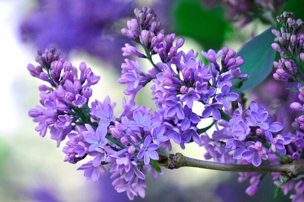 Lilac branch close-up