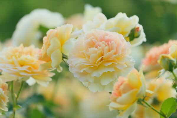 Rose delicate e i loro petali. Buon sfondo e colore