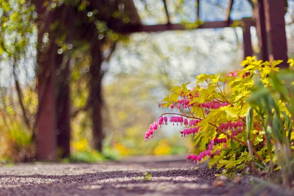 Ein Busch aus rosa Blüten auf einem verschwommenen Hintergrund