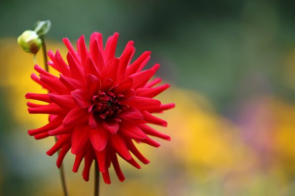 A flower bud. Red dahlia. Great background