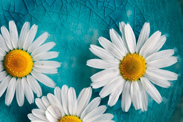 Fond turquoise et marguerites, devinez sur aime n aime pas