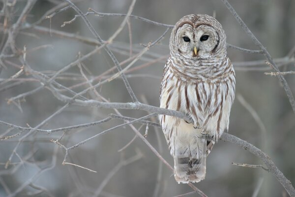 An owl sitting on a branch. Winter aesthetics