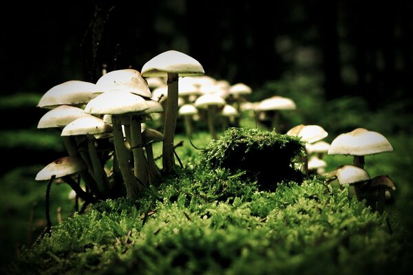 Gros plan de tir de champignons sur l herbe verte fraîche