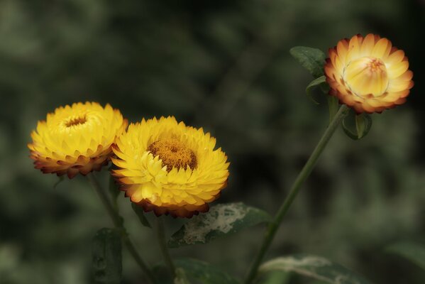 Gelbe herbstletzte Blume