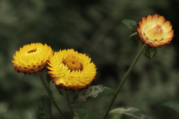 Yellow autumn last flower