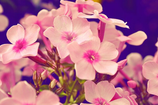 Pink phlox close-up. Flora