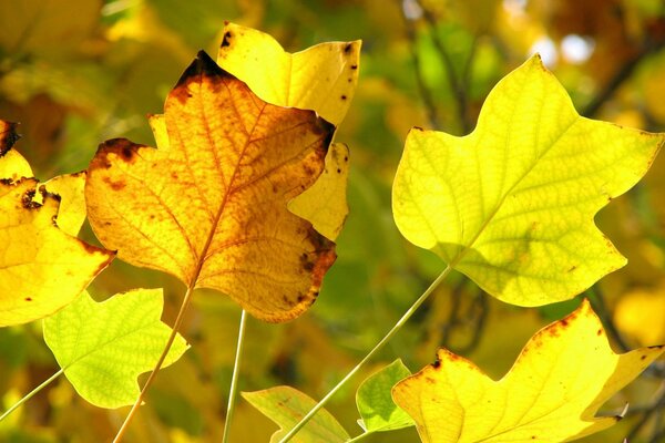 Autumn yellow leaves close-up