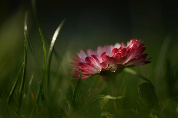 A red flower among the grass