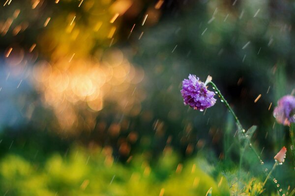 Belle photo de fleur sous la pluie