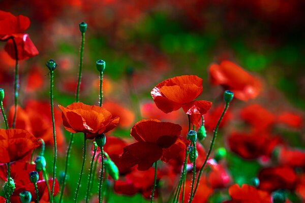 Flowers of red poppies